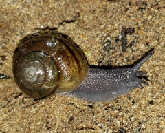 Helminthoglypta walkeriana