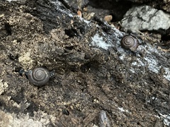 Helminthoglypta sanctaecrucis