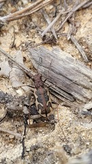 Neocicindela tuberculata