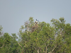 Ephippiorhynchus asiaticus