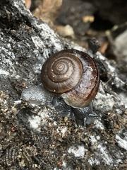 Helminthoglypta sanctaecrucis