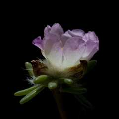 Portulaca villosa