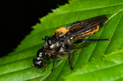 Laphria sericea
