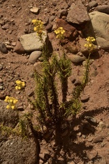 Calceolaria thyrsiflora
