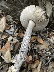 Amanita protecta