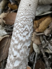 Amanita protecta