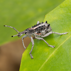 Leptopius clavus