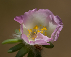 Portulaca villosa