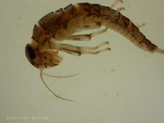 Camelobaetidius