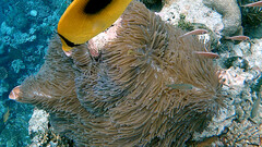 Heteractis magnifica