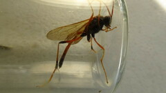 Therion circumflexum
