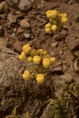 Calceolaria thyrsiflora