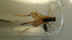 Therion circumflexum
