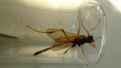 Therion circumflexum