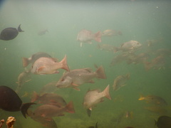 Lutjanus argentimaculatus