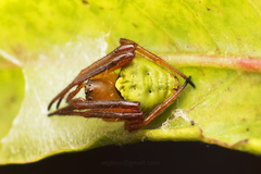 Araneus viridiventris