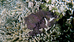 Heteractis crispa