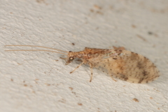 Hemerobius reconditus