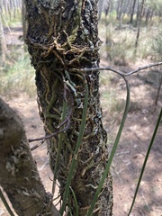 Dendrobium teretifolium