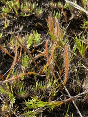 Drosera arcturi