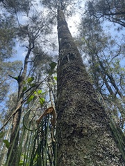 Dendrobium teretifolium