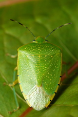 Chinavia pallidoconspersa