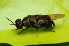 Isomerocera quadrilineata