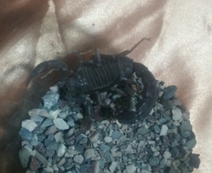 Androctonus crassicauda