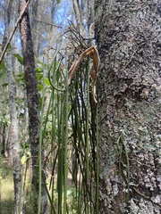 Dendrobium teretifolium