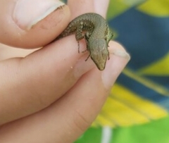 Darevskia chlorogaster