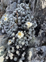 Leucogenes grandiceps