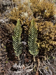 Myriopteris myriophylla