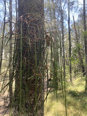 Dendrobium teretifolium