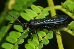 Scoliidae