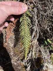 Myriopteris myriophylla