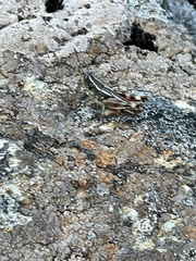 Sigaus australis