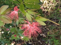 Calliandra tergemina