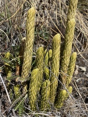 Phlegmariurus