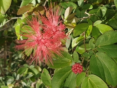 Calliandra tergemina