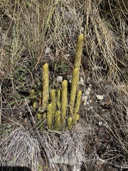 Phlegmariurus