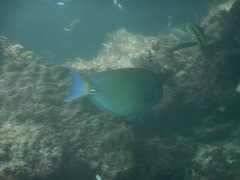 Acanthurus dussumieri