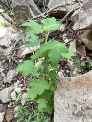 Ribes malvaceum