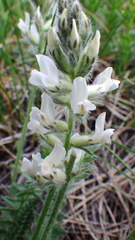 Oxytropis splendens
