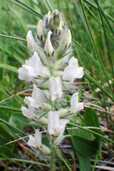 Oxytropis splendens