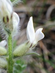 Oxytropis splendens