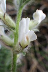 Oxytropis splendens