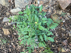 Phacelia imbricata