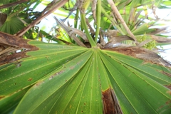 Thrinax radiata