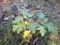 Solanum campechiense