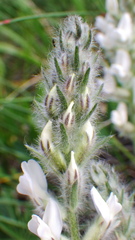 Oxytropis splendens